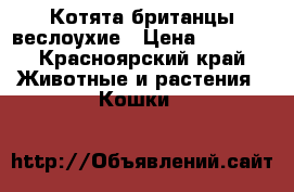 Котята британцы веслоухие › Цена ­ 3 000 - Красноярский край Животные и растения » Кошки   